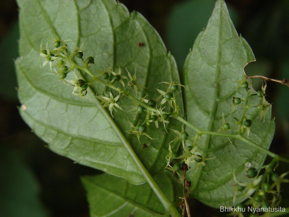 Gynostemma pentaphyllum (Thunb.) Makino